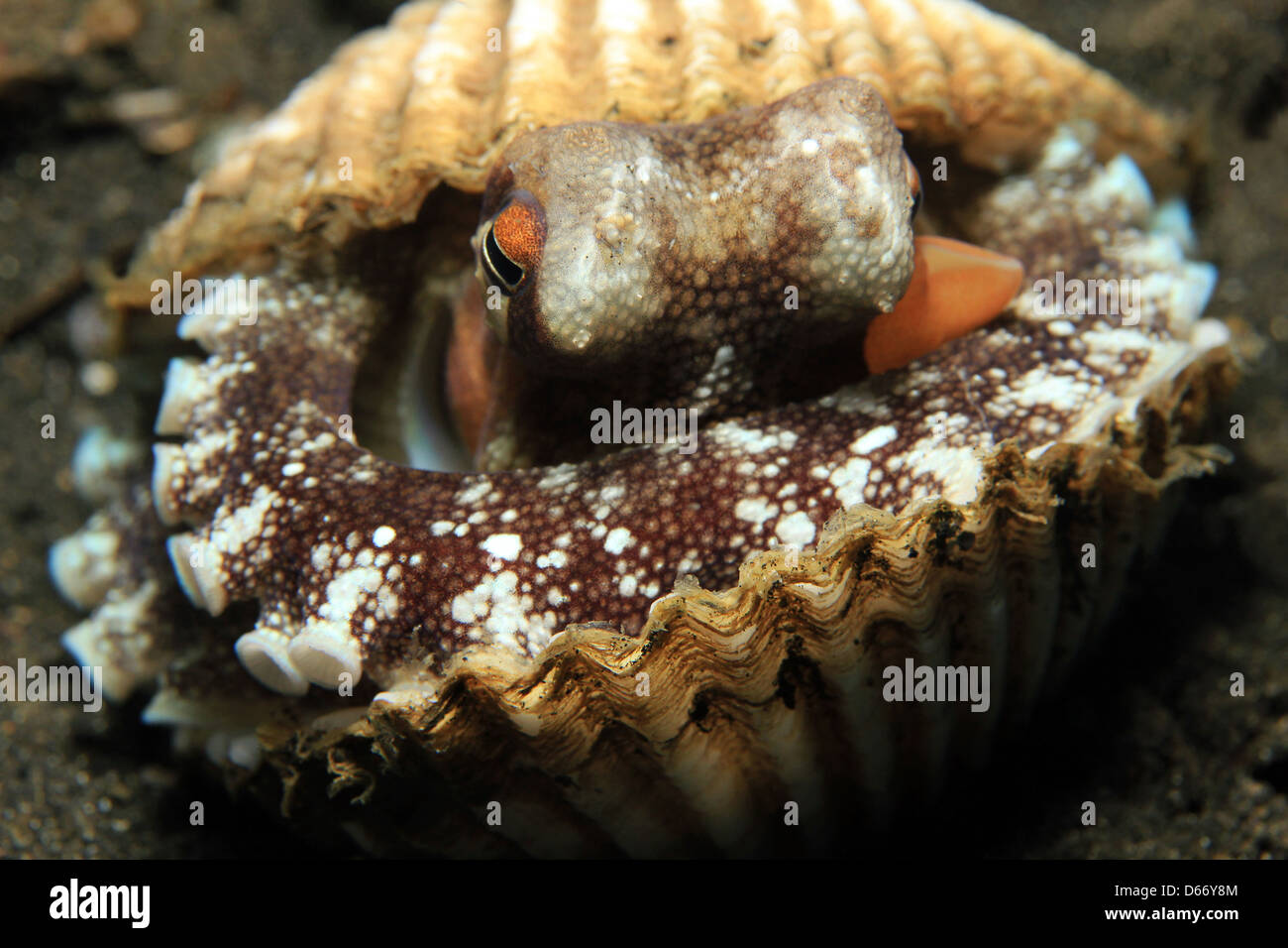 Coconut Octopus (Amphioctopus Marginatus) taking Shelter between Seashells, Lembeh Strait, Indonesia Stock Photo