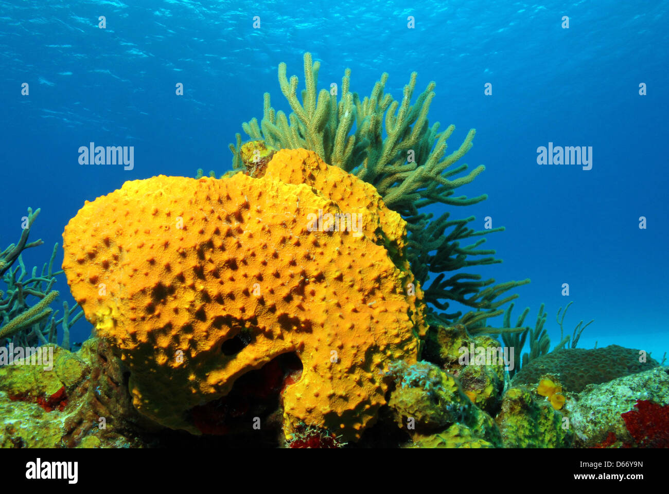 Corals against Blue Water and Surface, Cozumel, Mexico Stock Photo