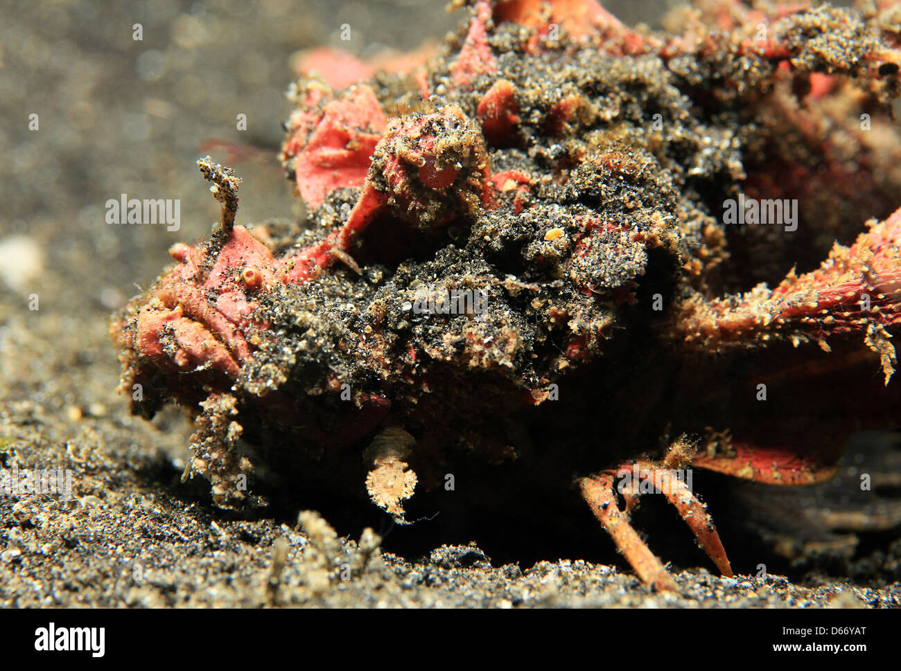 Demon Stinger (Inimicus Didactylus), Lembeh Strait, Indonesia Stock Photo