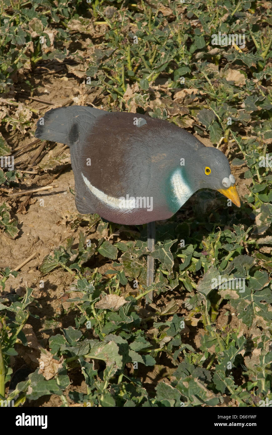 Half-shell decoys used for decoying Wood-pigeons (Columba palumbus ...