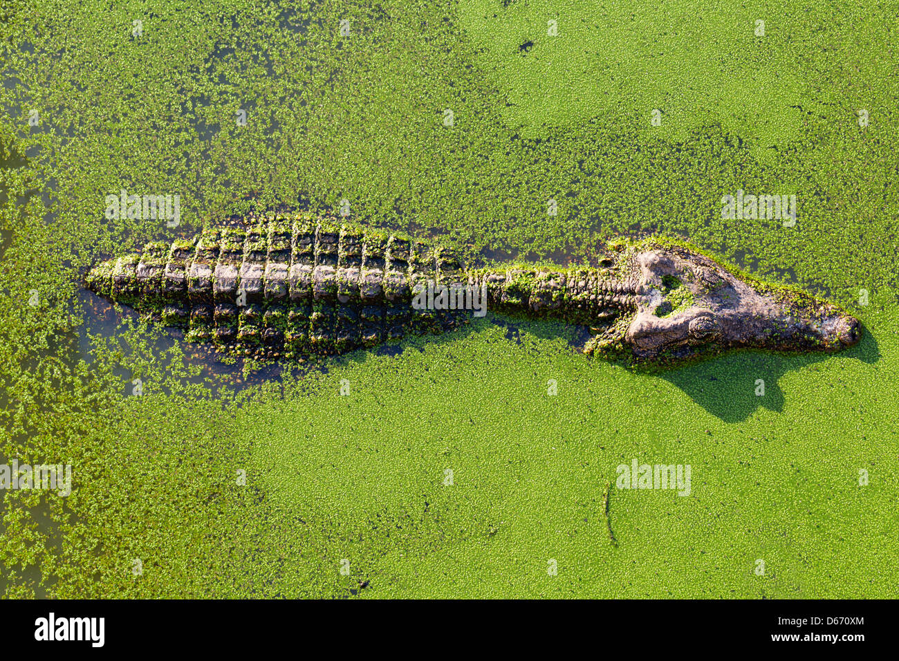 young alligator in Thailand wetland pond with duckweed and copy space. View from above. Stock Photo