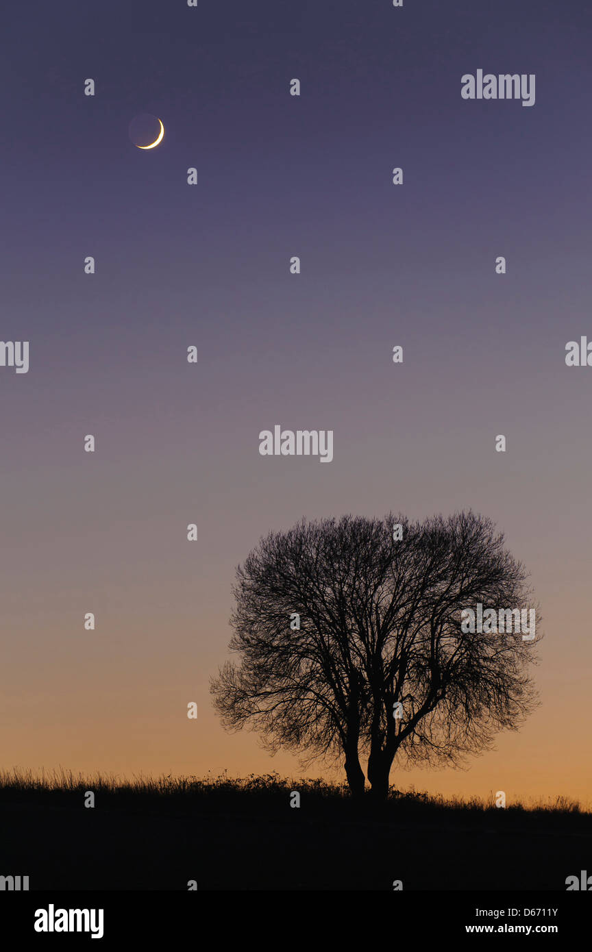moon and a single tree, niedersachsen, germany Stock Photo