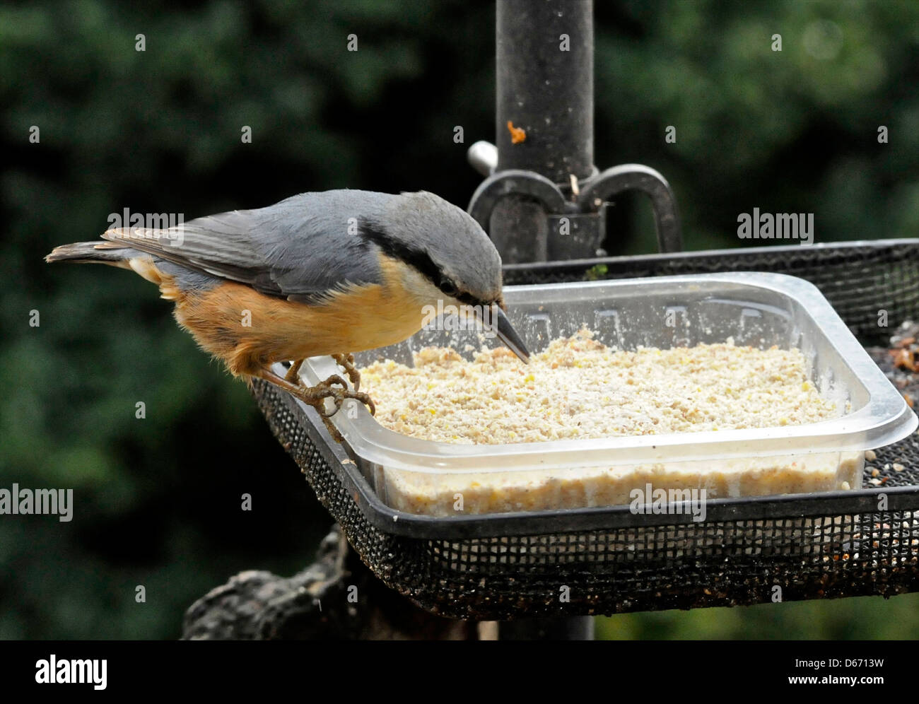 A Nuthatch feeding in a garden Stock Photo