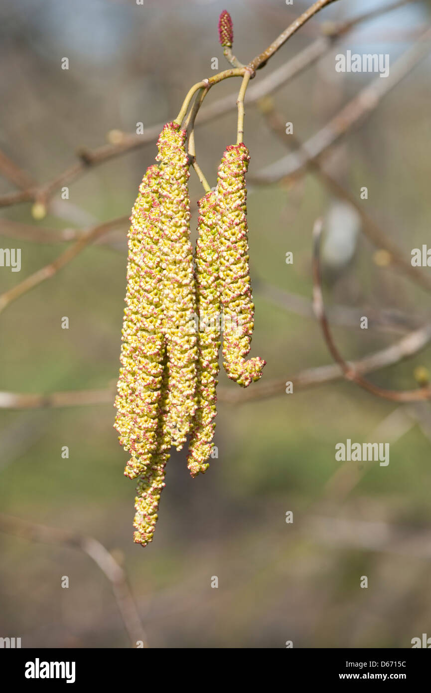 Alder catkins, Alnus serrulata, growing in woodland in Surrey, UK. April. Stock Photo
