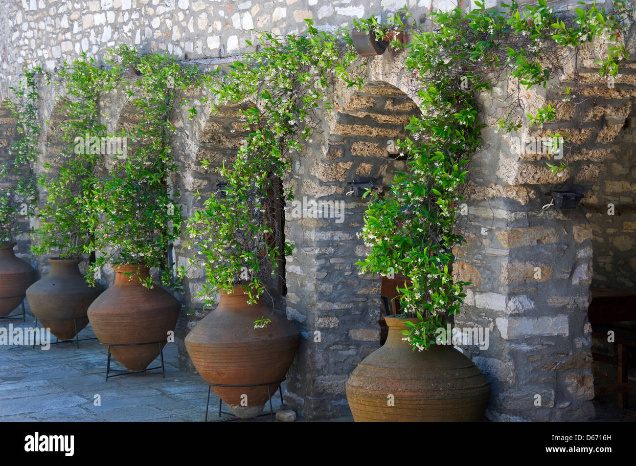 Sternjasmin High Resolution Stock Photography And Images Alamy