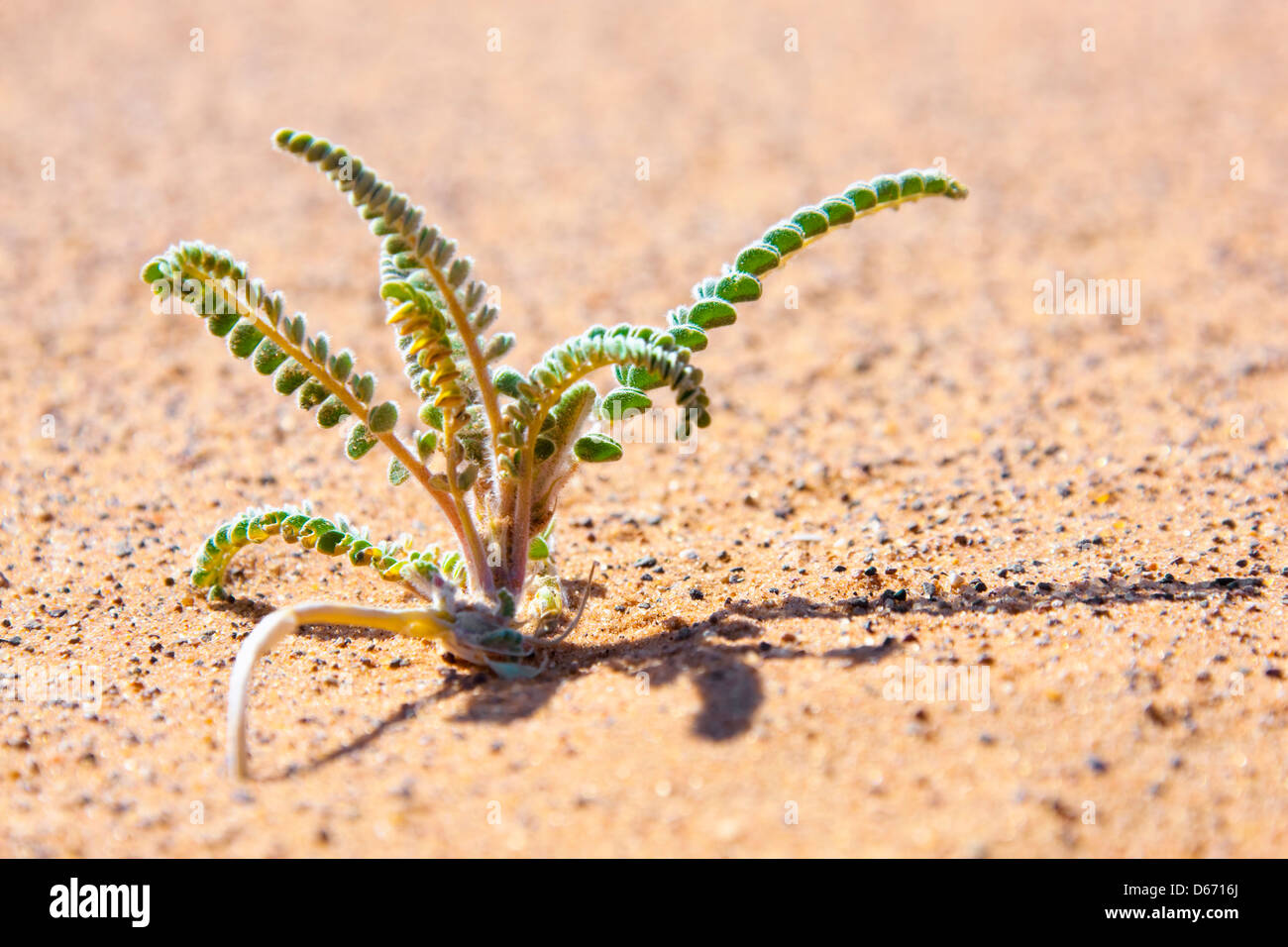 Barren desert with plant hi-res stock photography and images - Alamy