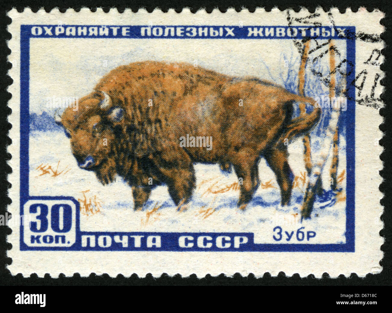 USSR, 1961, post mark,stamp,animals,animals illustrations,fauna,mammals,aurochs Stock Photo