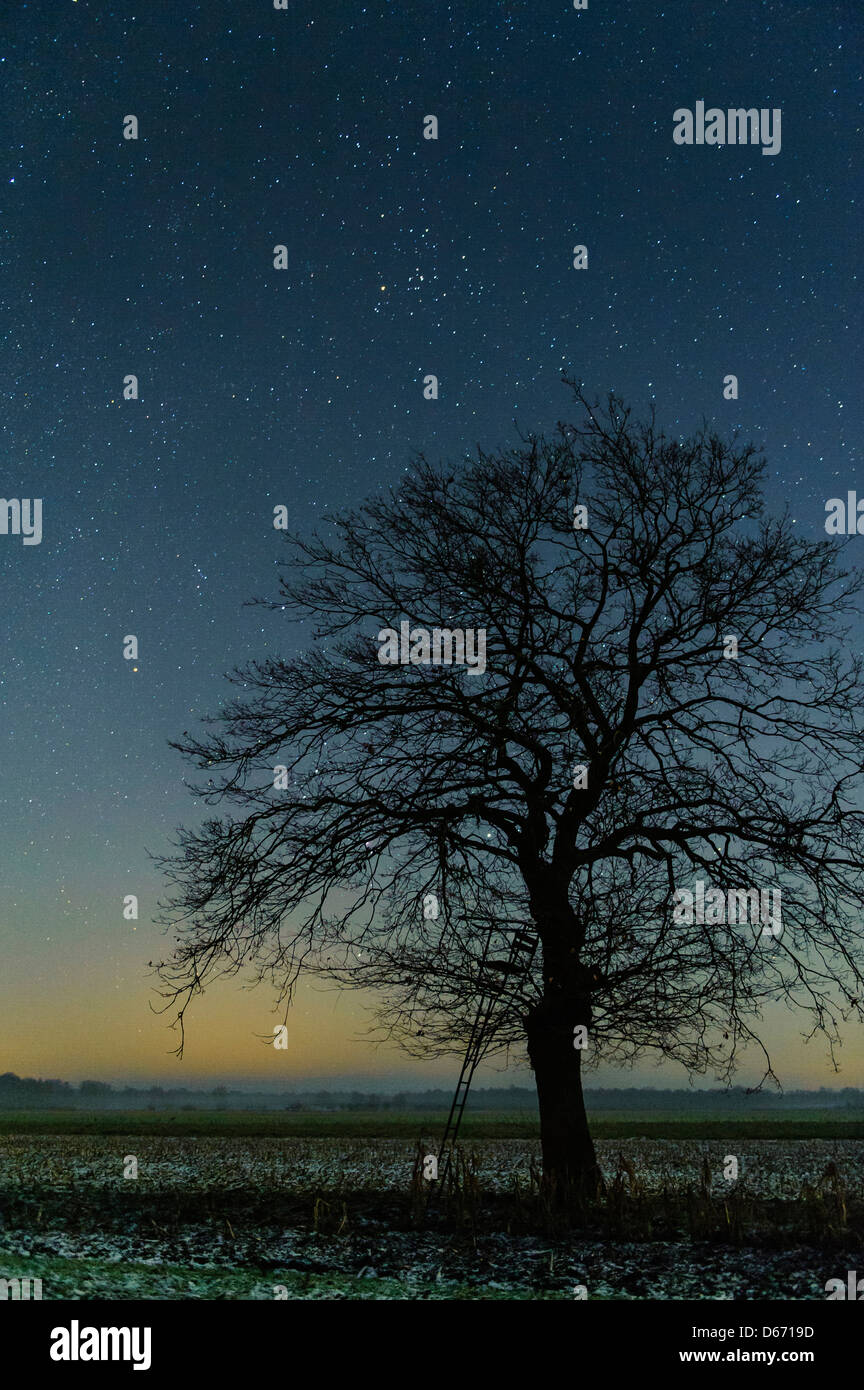 starry sky with trees, niedersachsen, germany Stock Photo