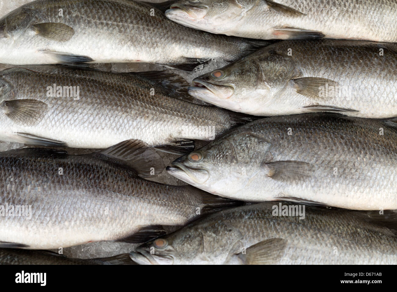Silver perc White perch fish fresh in the market Stock Photo