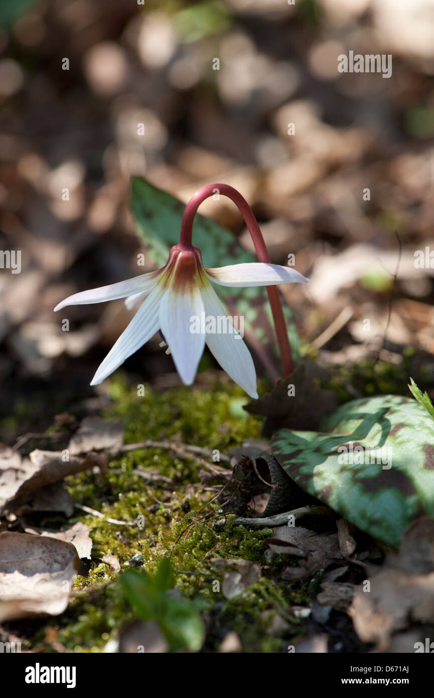Erythronium dens-canis, dog's tooth violet, growing in alkaline woodland, Pyrenees, Spain. March. Stock Photo