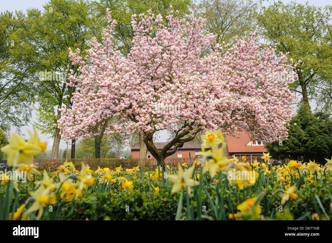 magnolia in a park, katholische akademie stapelfeld, cloppenburg, niedersachsen, germany Stock Photo