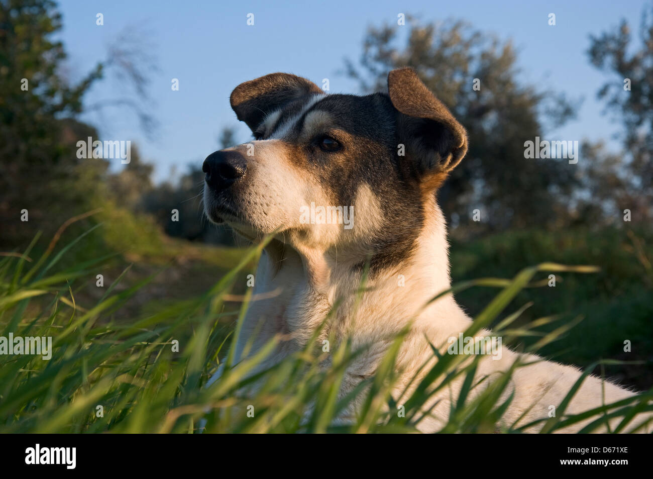 Schwarz-weißer Mischlingshund liegt im Gras Stock Photo