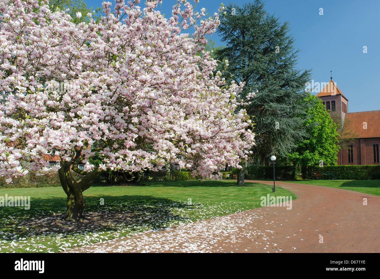 magnolia in a park, katholische akademie stapelfeld, cloppenburg, niedersachsen, germany Stock Photo