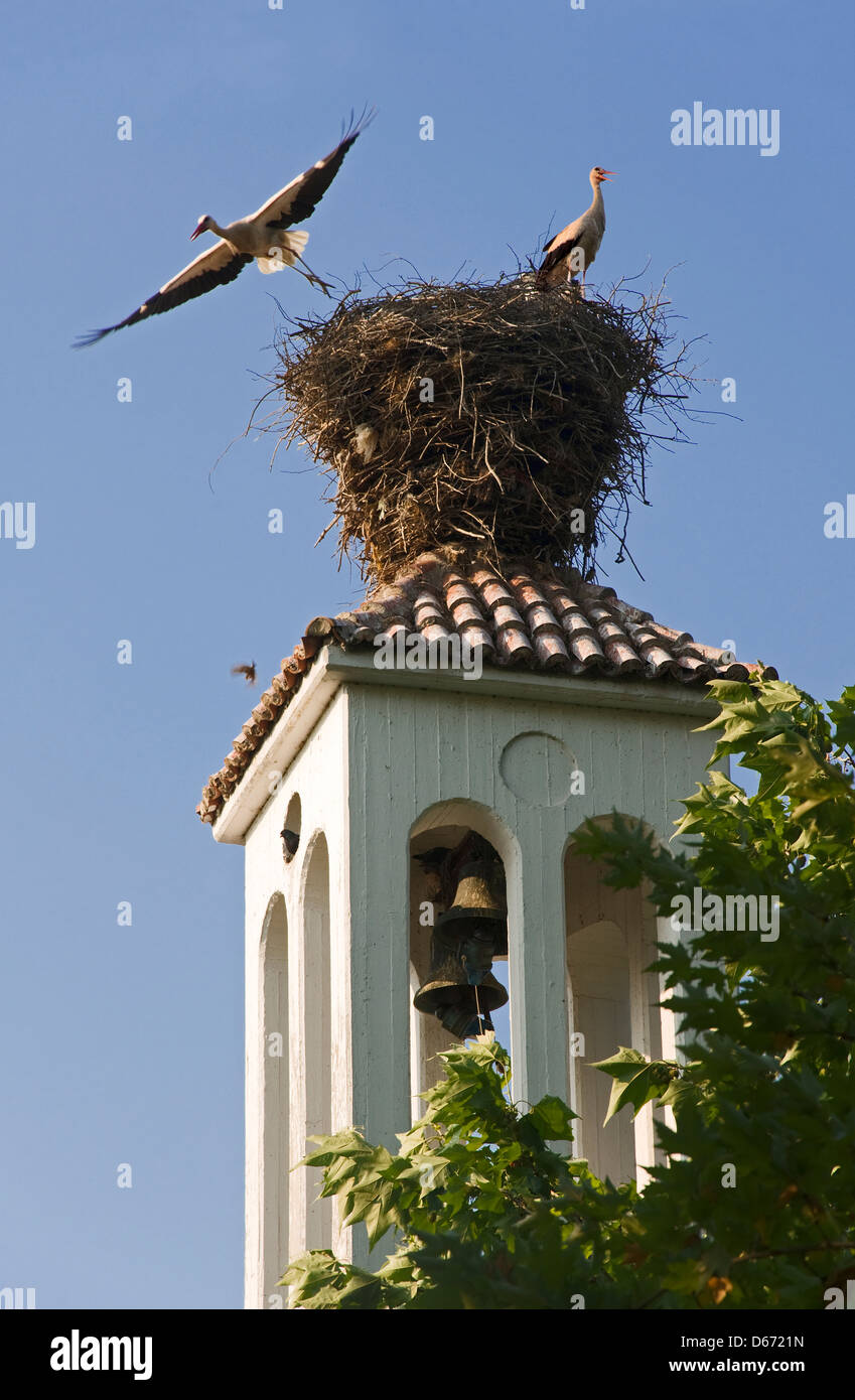 Two white storks in nest on top of church steeple Stock Photo