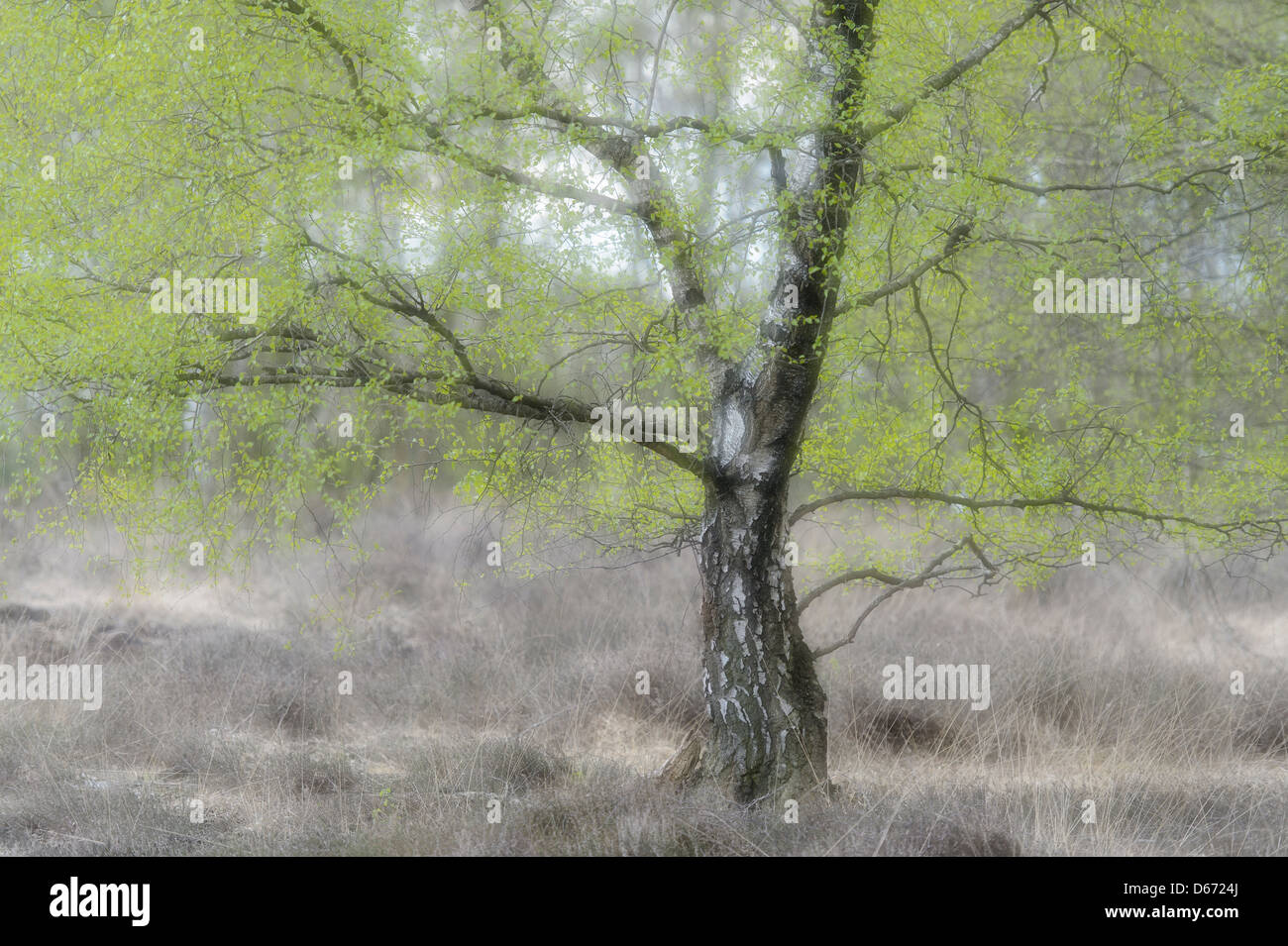 birch tree, emsland, niedersachsen, germany Stock Photo
