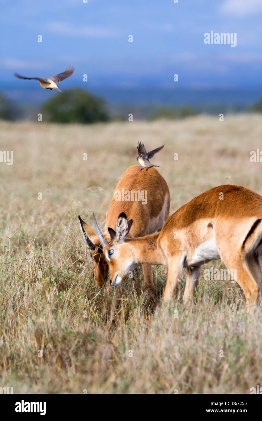 Impalas play fighting Stock Photo