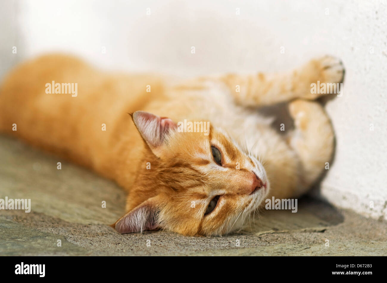 Lazy ginger cat lying in the sun and looking at camera Stock Photo