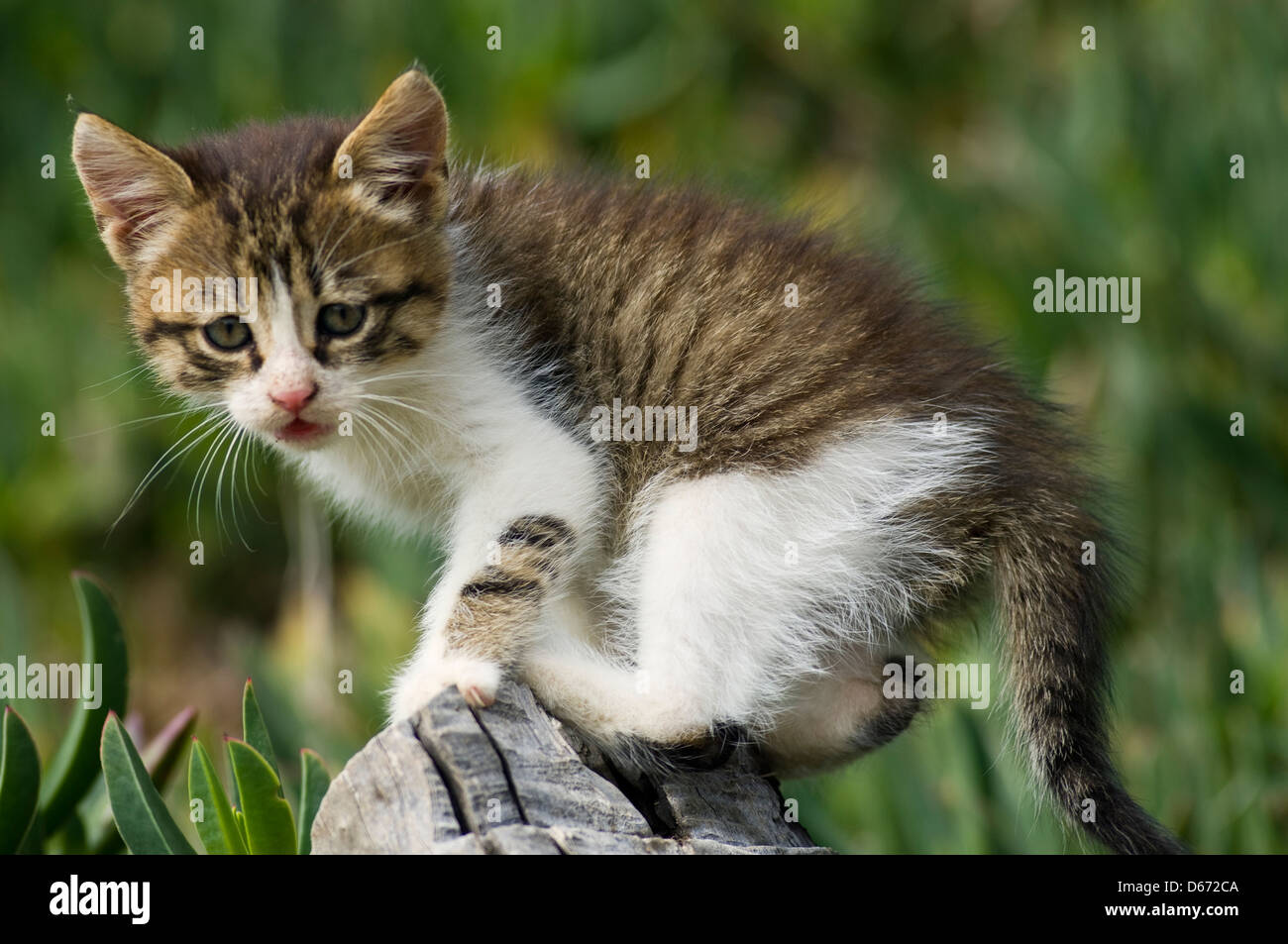 Kitten climbing on wooden railing in the garden Stock Photo - Alamy