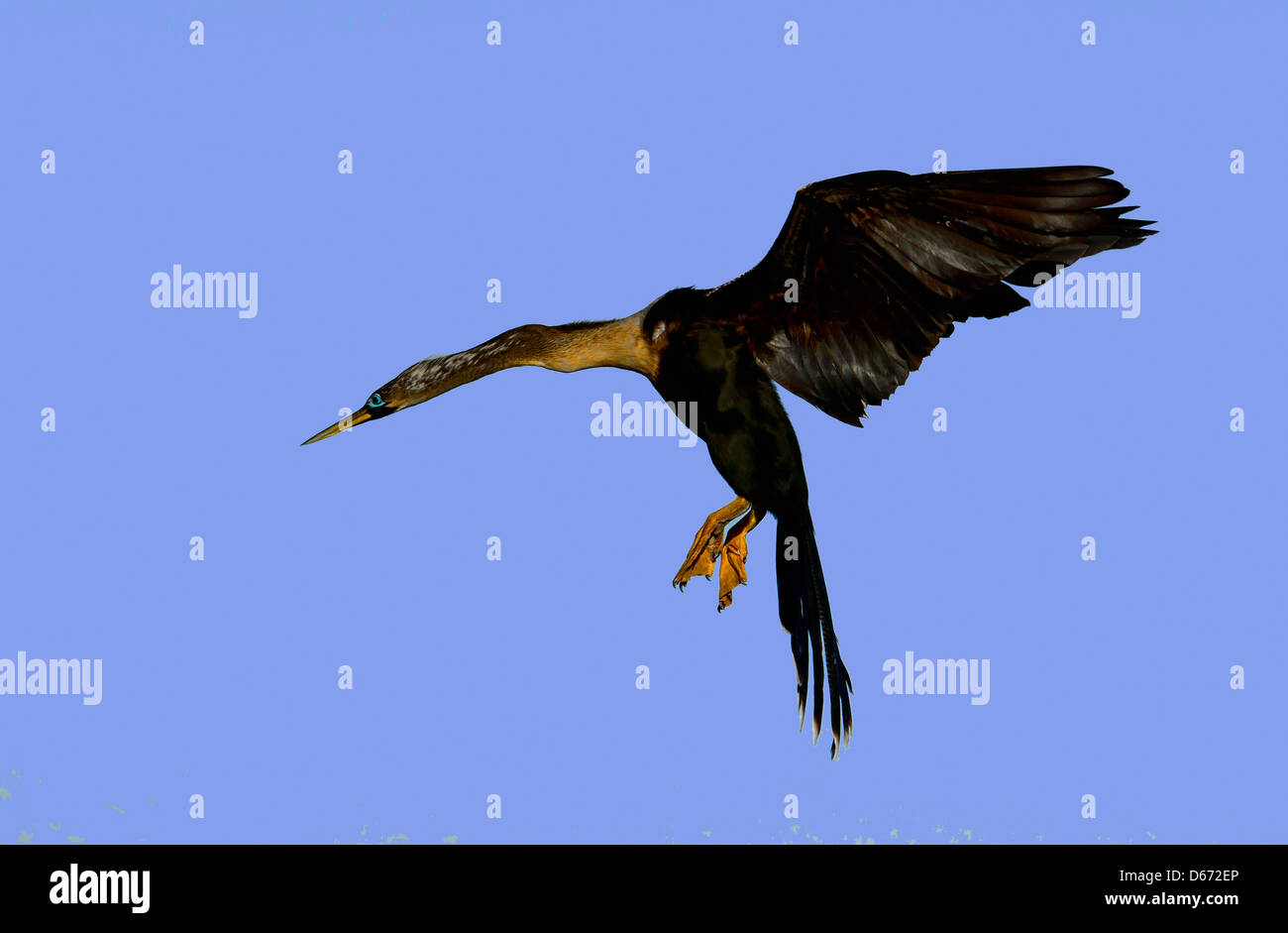 American Anhinga landing. Stock Photo