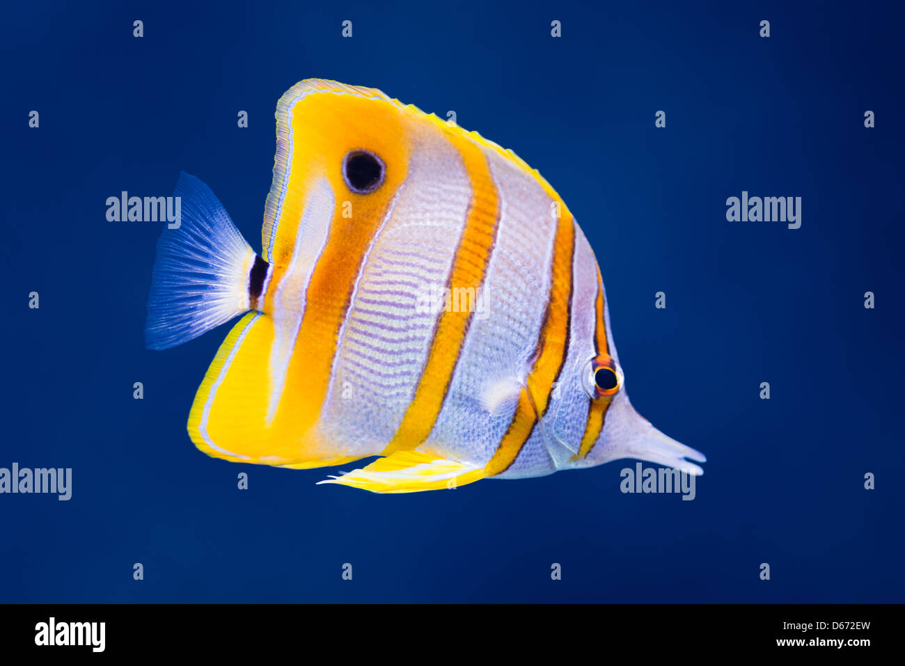 Sea life: exotic tropical coral reef copperband butterfly fish (Chelmon ...