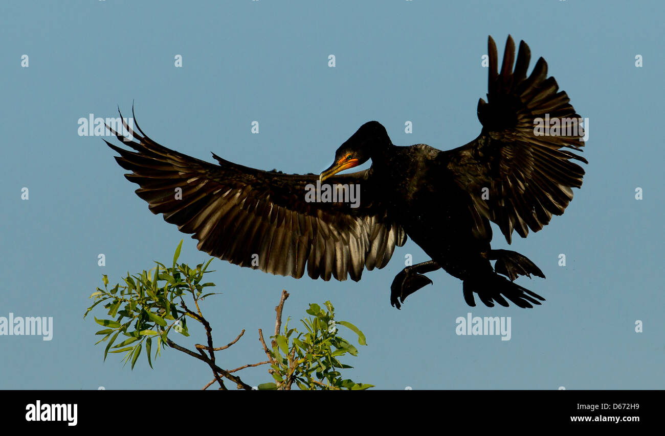 Large blackish waterbird landing into nest site at Venice Rookery, Venice, Florida. Stock Photo