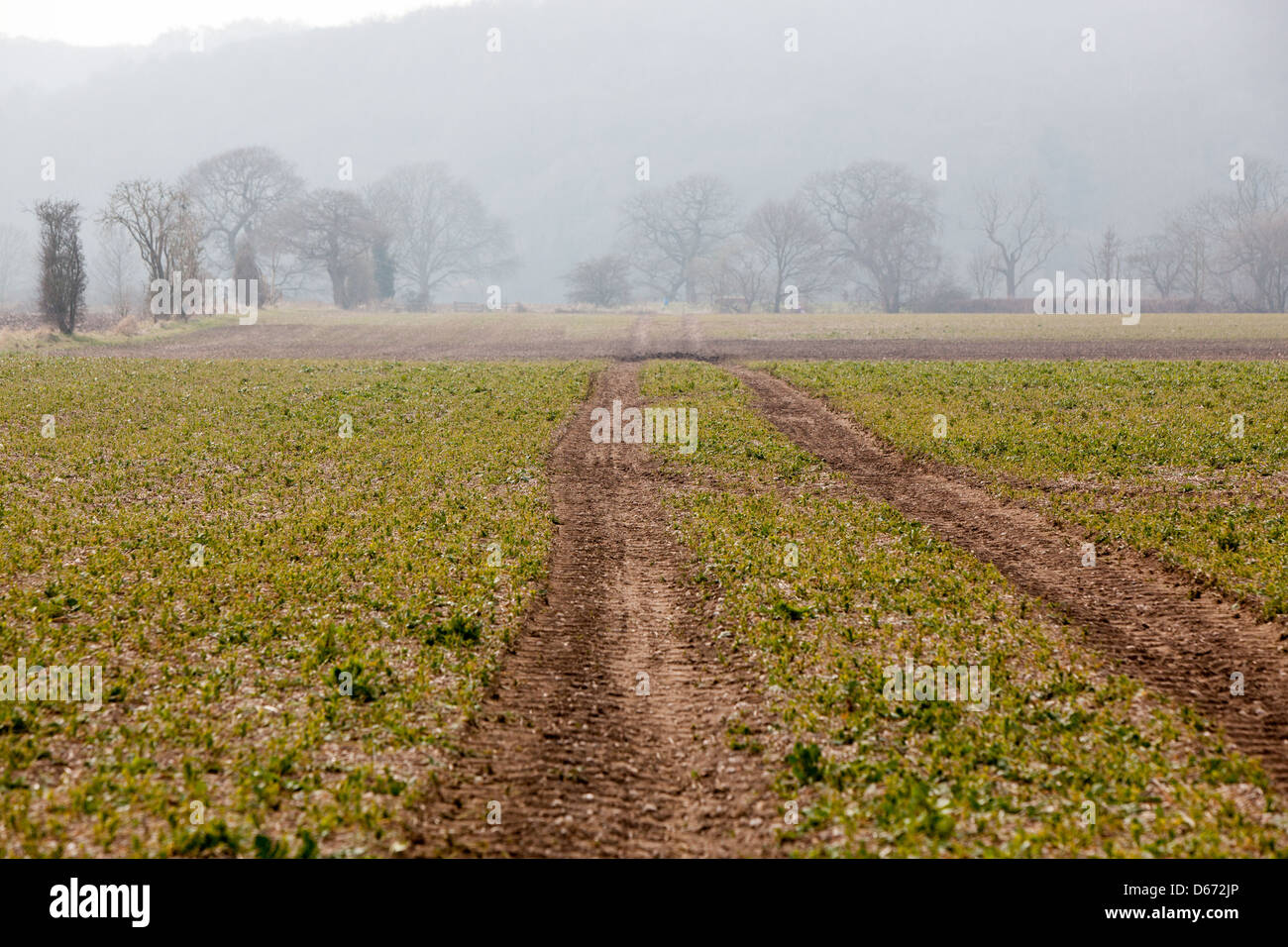 Trees in a misty field hi-res stock photography and images - Alamy