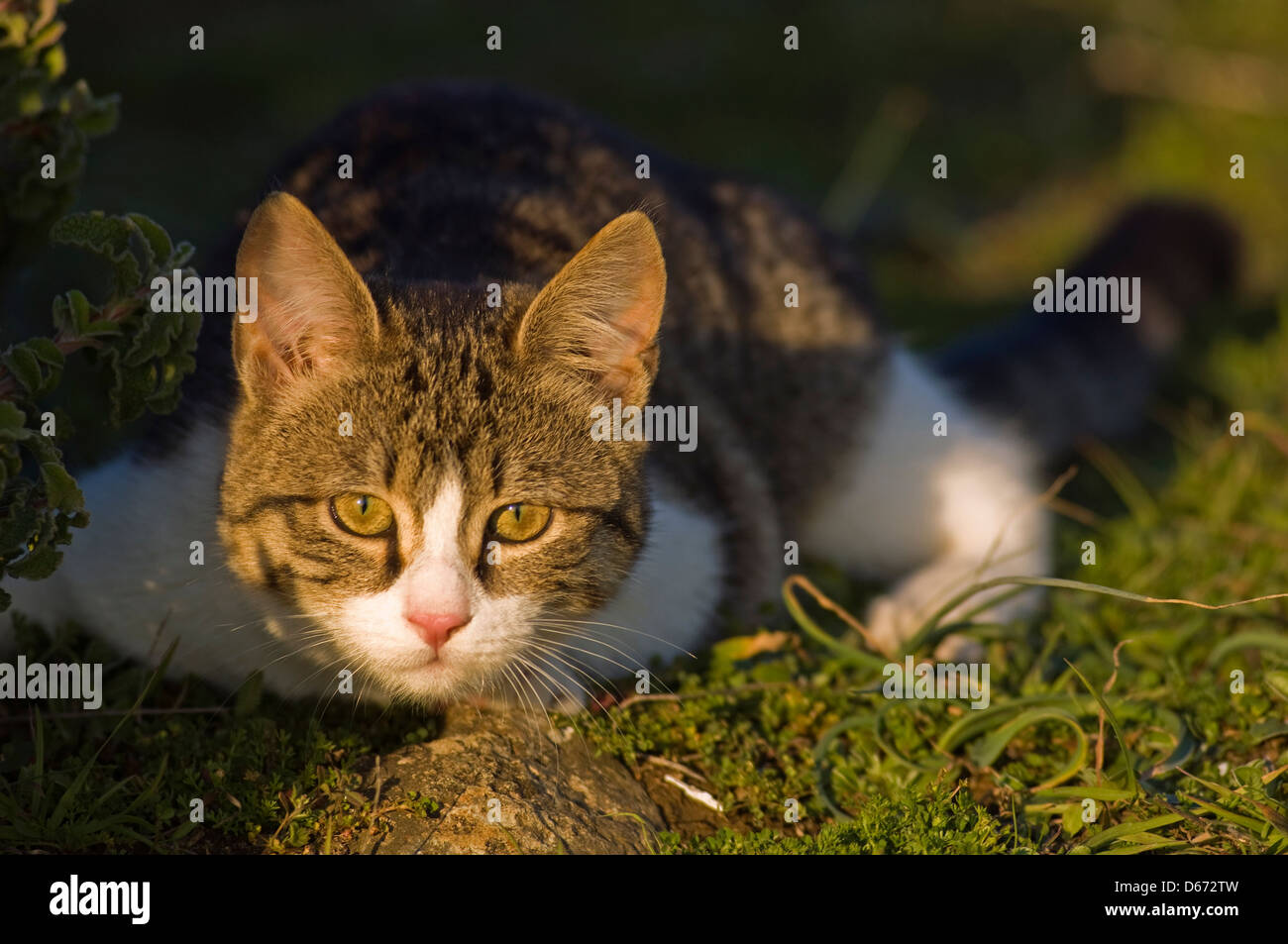 Young domestic cat lurking in the garden Stock Photo - Alamy