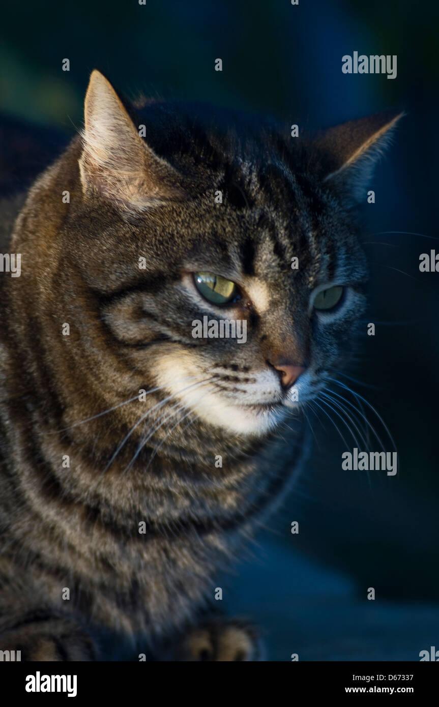 Portrait of a tabby cat Stock Photo