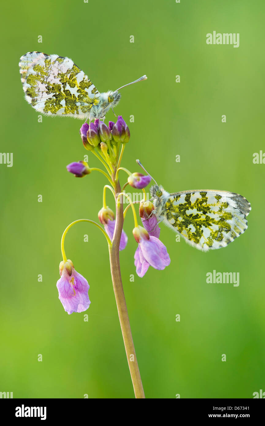 orange tip, anthocharis cardamines Stock Photo