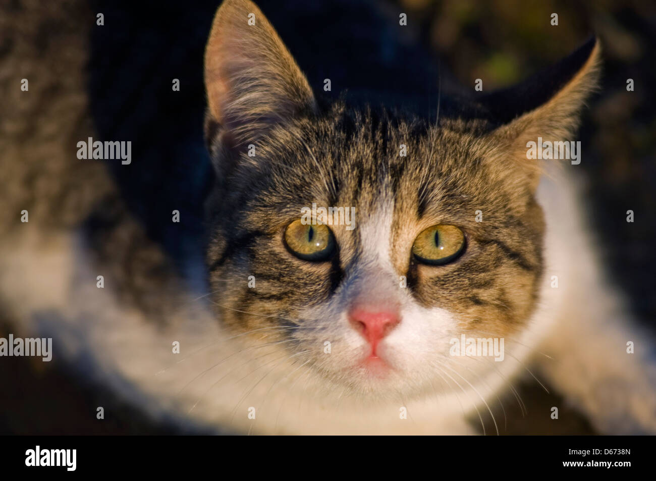 Young domestic cat looking up at camera Stock Photo - Alamy