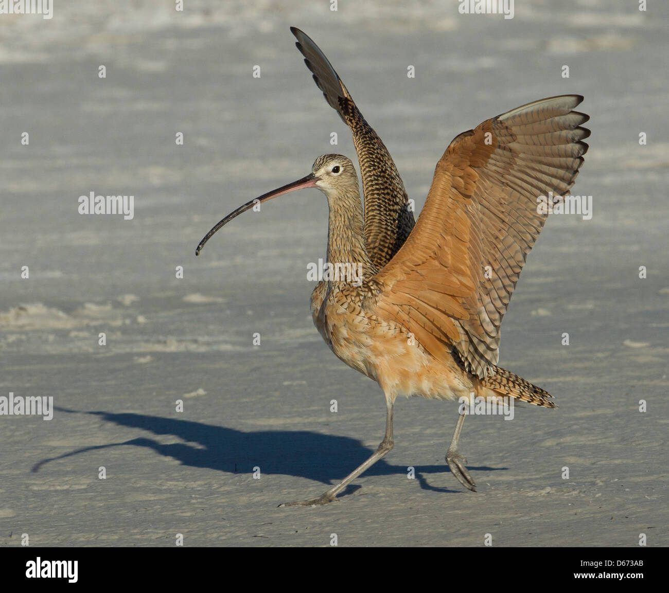 LongBilleed Curlew just landing, Fort de Soto, Florida, USA Stock