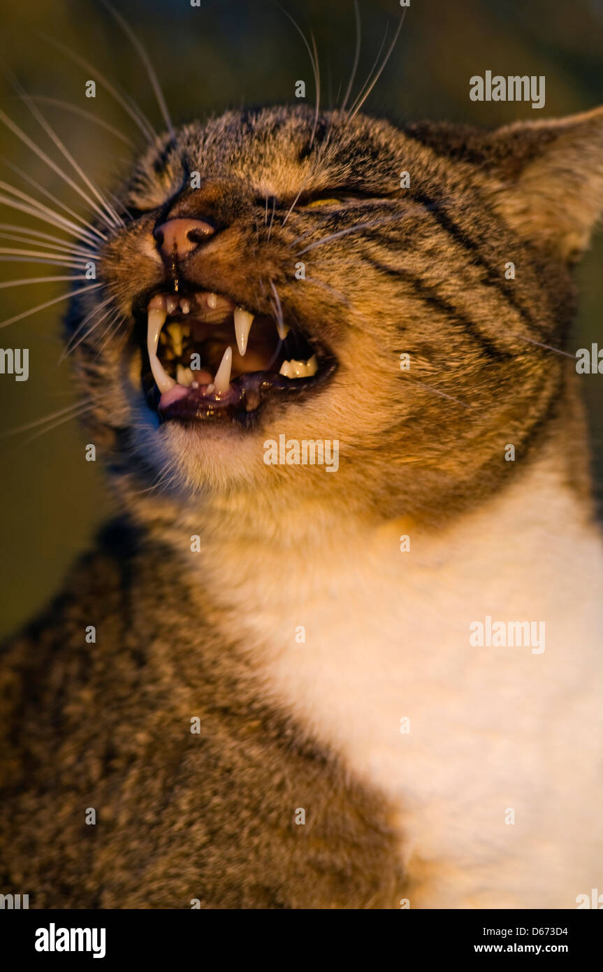 Meowing domestic tomcat Stock Photo