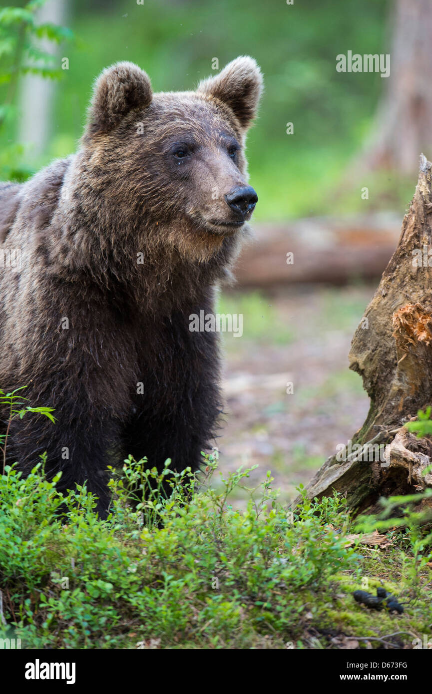 brown bear, ursus arctos, finland Stock Photo