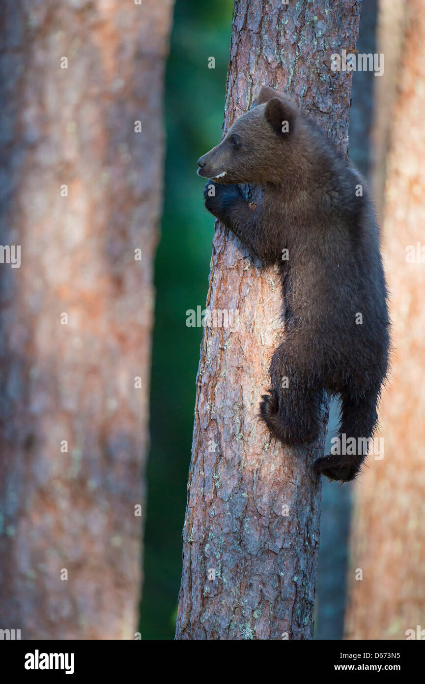 brown bear juvenile, ursus arctos, finland Stock Photo