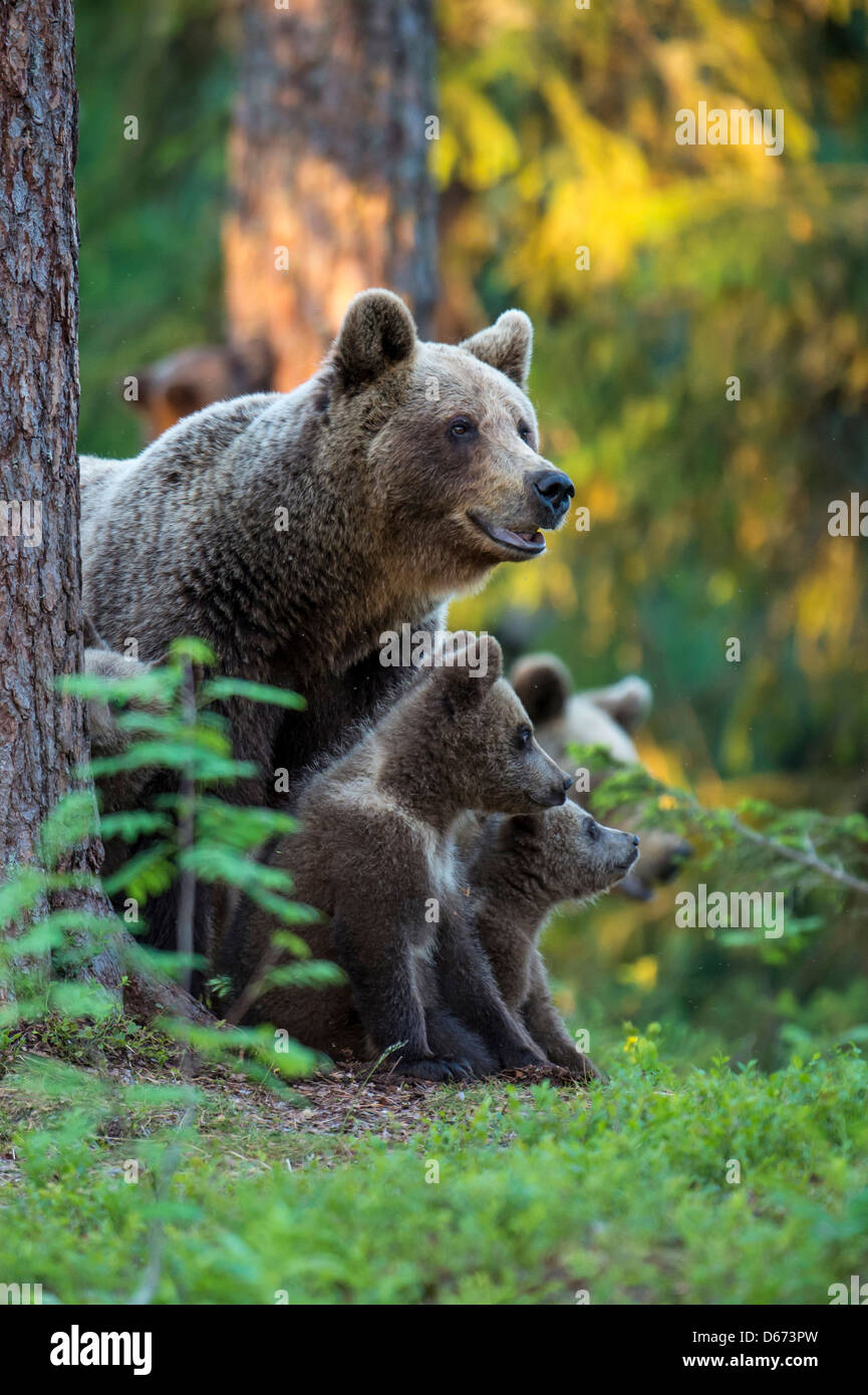 brown bear with juveniles, ursus arctos, finland Stock Photo