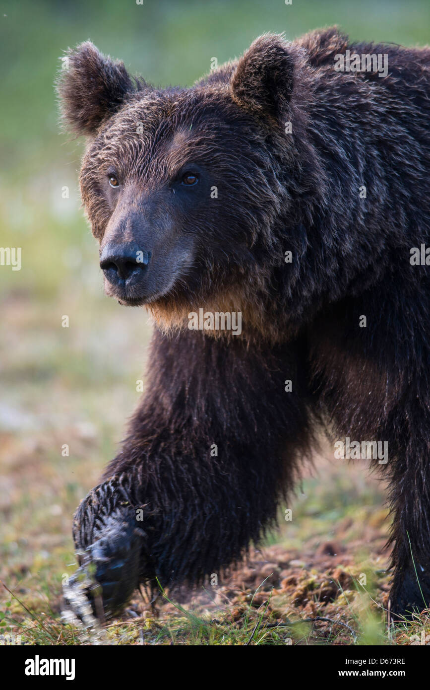 brown bear, ursus arctos, finland Stock Photo