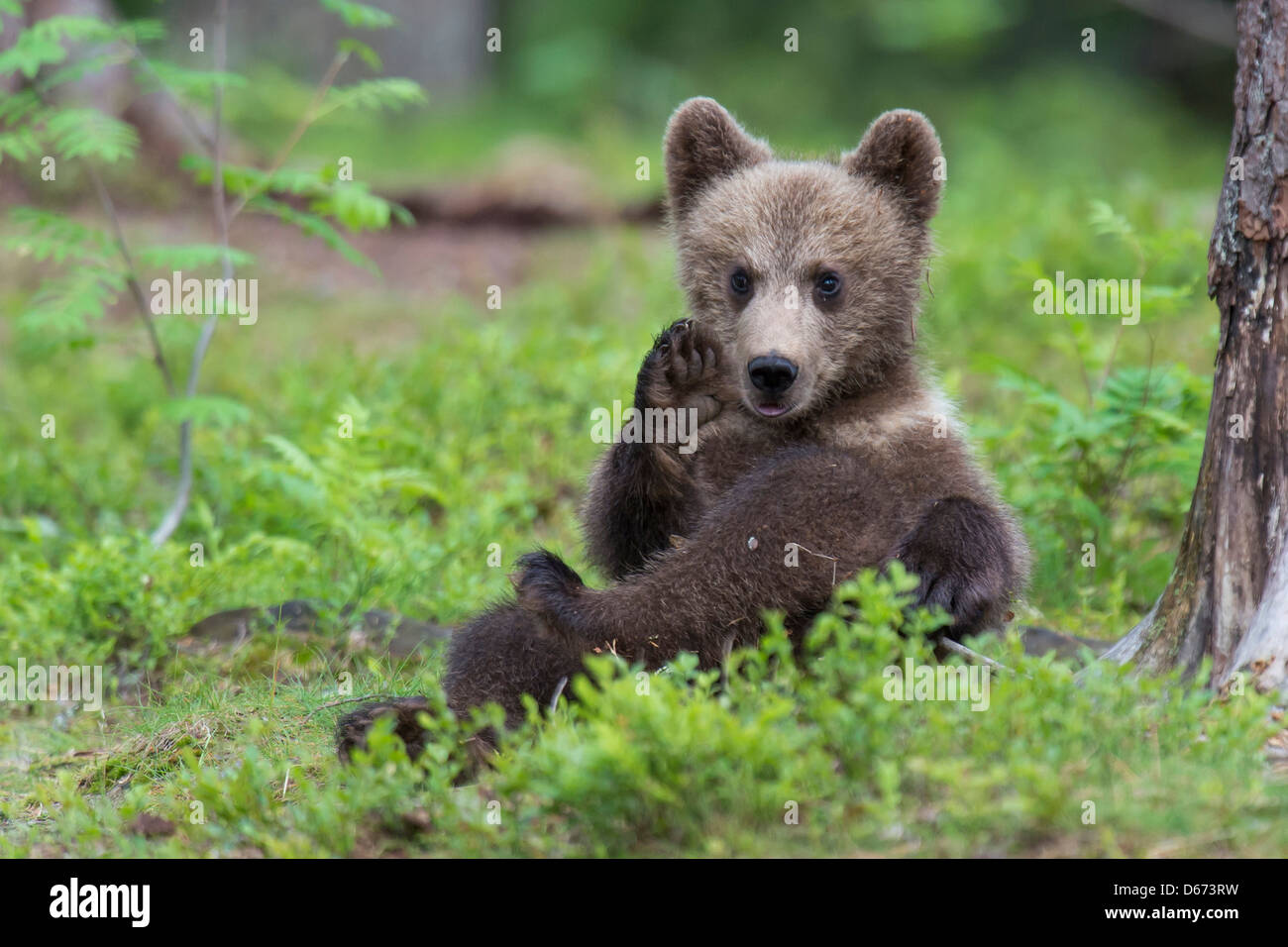 brown bear juvenile, ursus arctos, finland Stock Photo