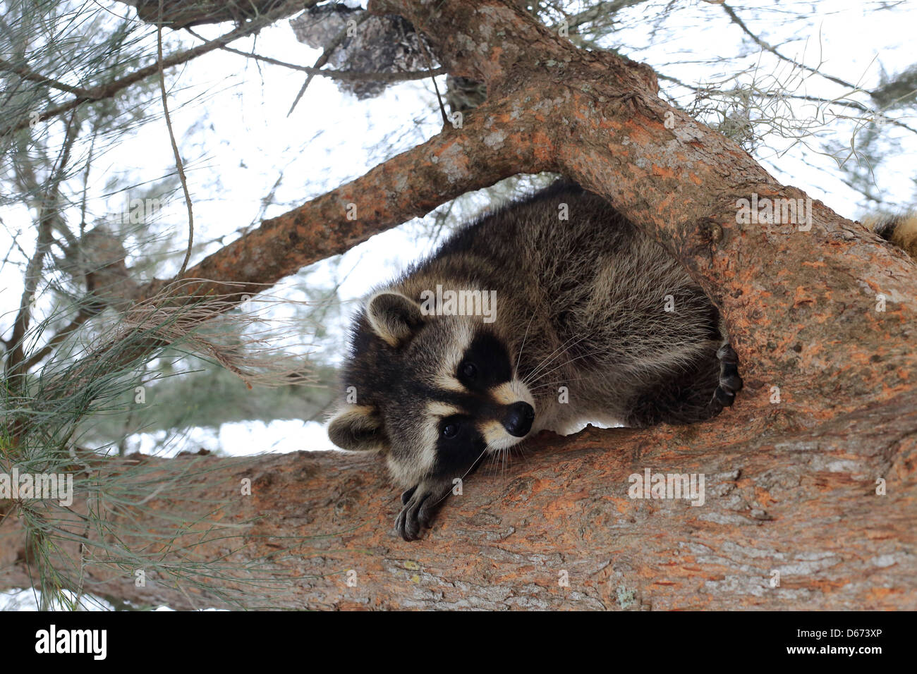 Raccoon in tree hires stock photography and images Alamy