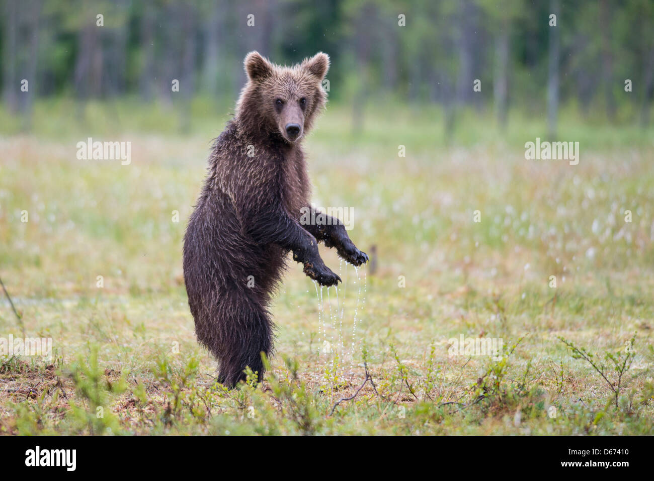 brown bear, ursus arctos, finland Stock Photo