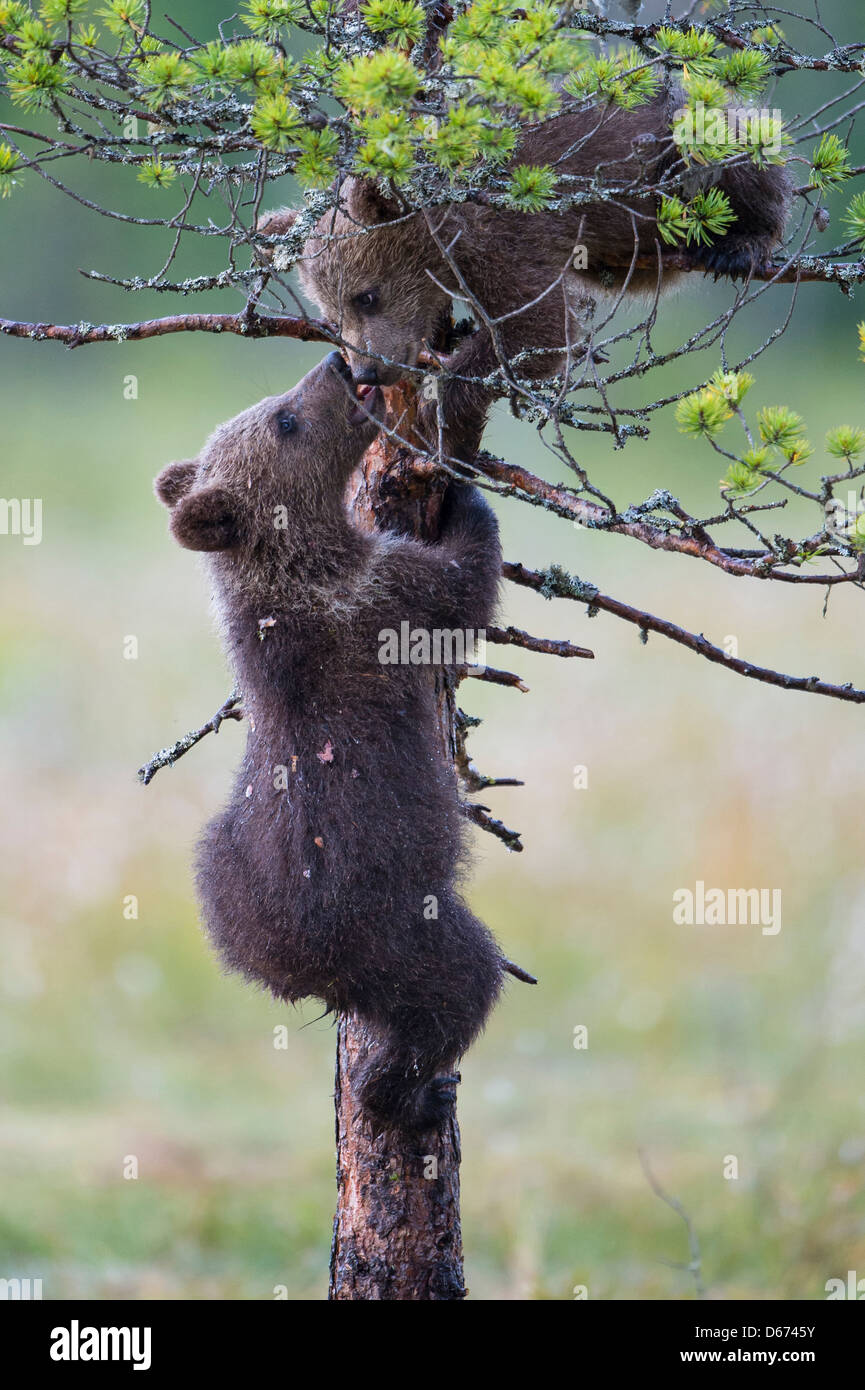 brown bear juveniles, ursus arctos, finland Stock Photo