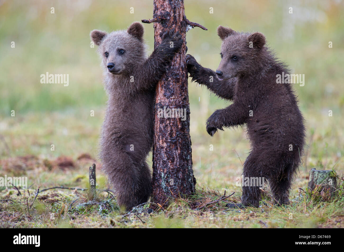brown bear juveniles, ursus arctos, finland Stock Photo