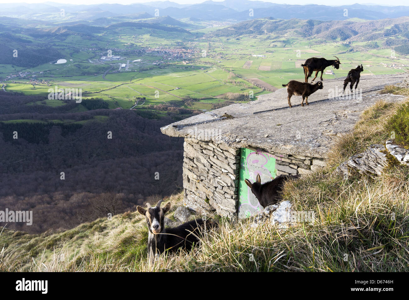 Young goats grazing on the Basque countryside with views down the ...