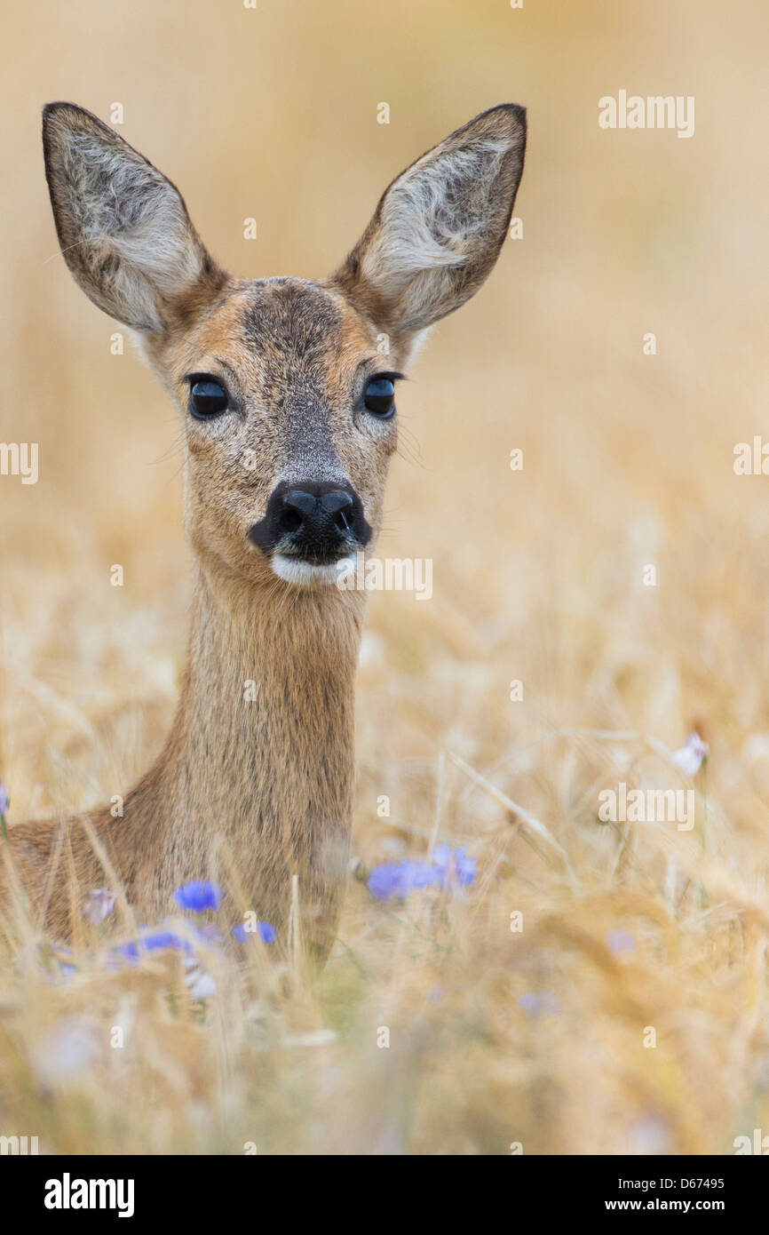 doe in grainfield, capreolus capreolus, germany Stock Photo