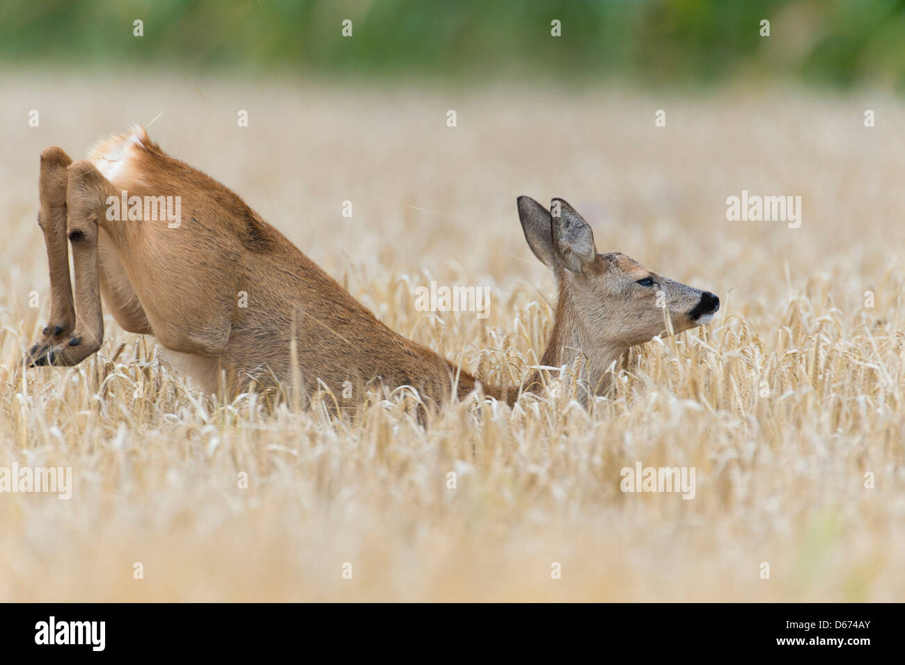 doe in grainfield, capreolus capreolus, germany Stock Photo