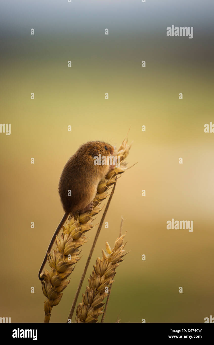 A harvest mouse sitting atop a wheat plant Stock Photo