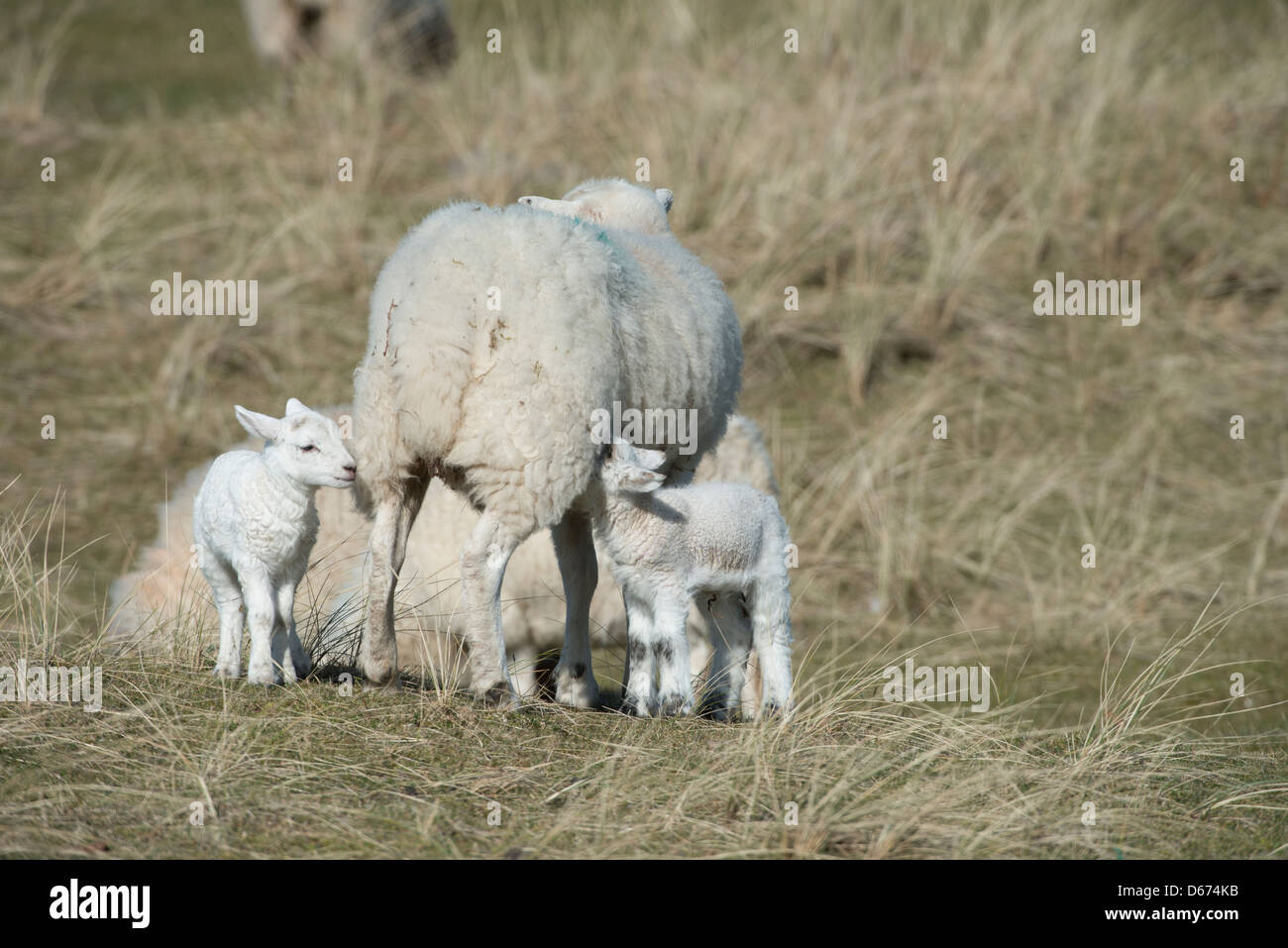 An Ewe suckles her lambs on the saltmarsh. Stock Photo