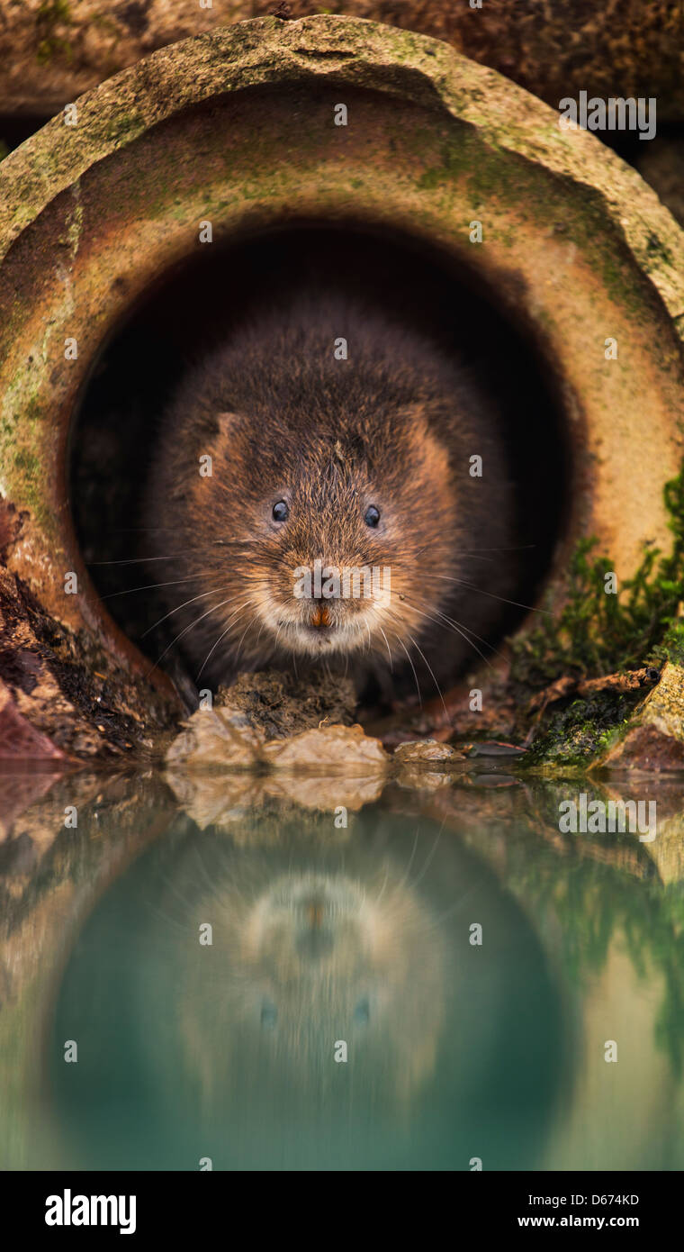 A Water Vole cleaning itself in a hole Stock Photo