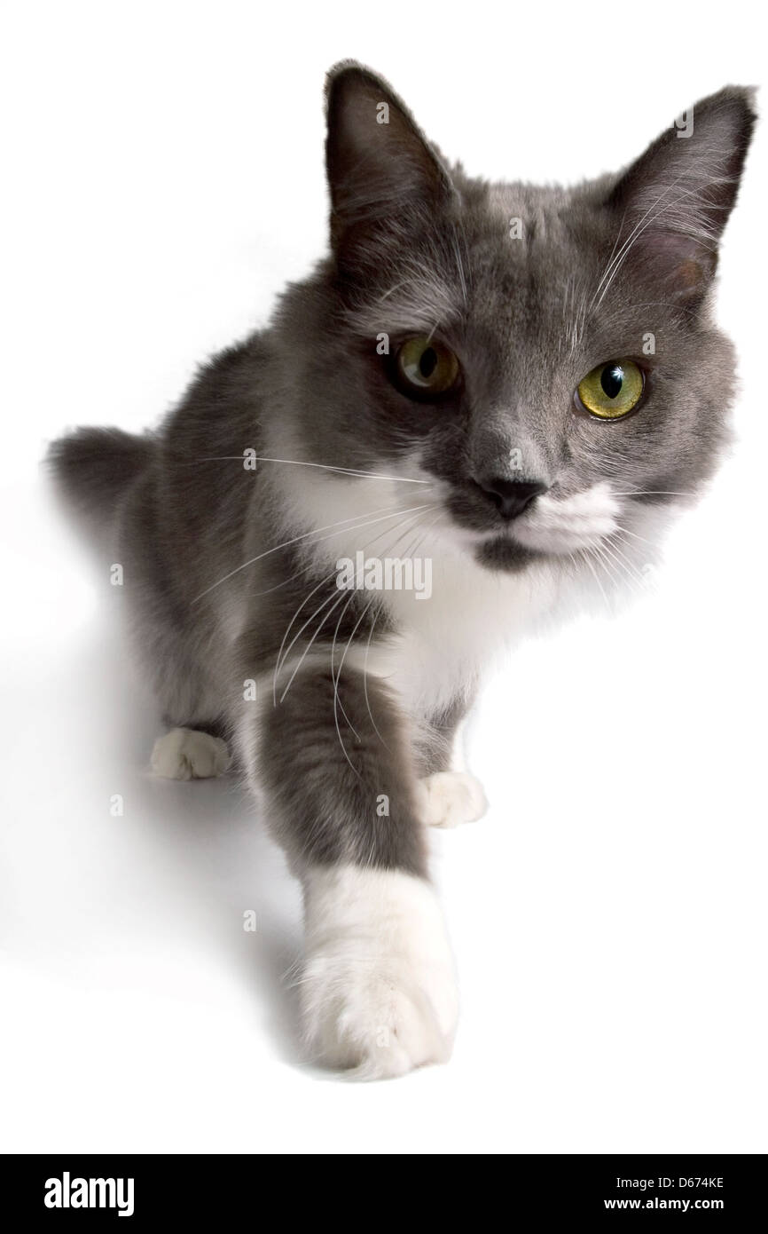 first plane of cat walking towards camera, on a white background. Stock Photo