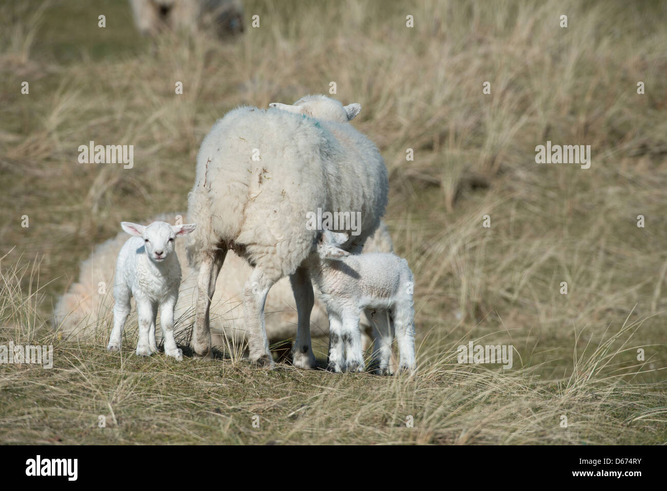 An Ewe suckles her lambs on the saltmarsh. Stock Photo