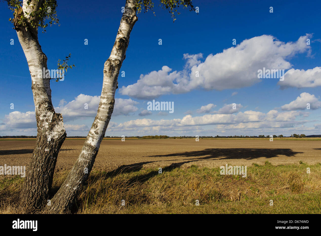 birch trees in marshland, diepholzer moorniederung, diepholz district, niedersachsen, germany Stock Photo